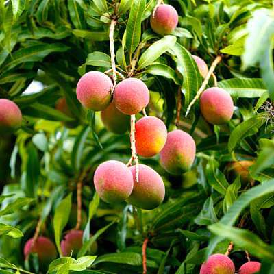 Mango Tree (Pairi, Grafted) - Plant