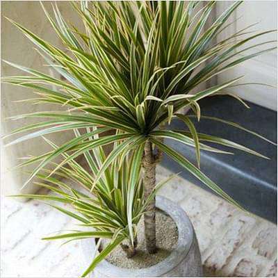 Marginata (Dracaena marginata) - Plant