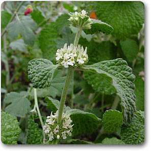 Marrubium vulgare - Plant