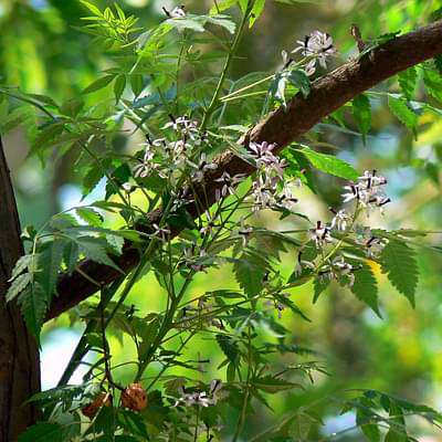 Melia Azedarach, Bakaayan, Bakain - Plant