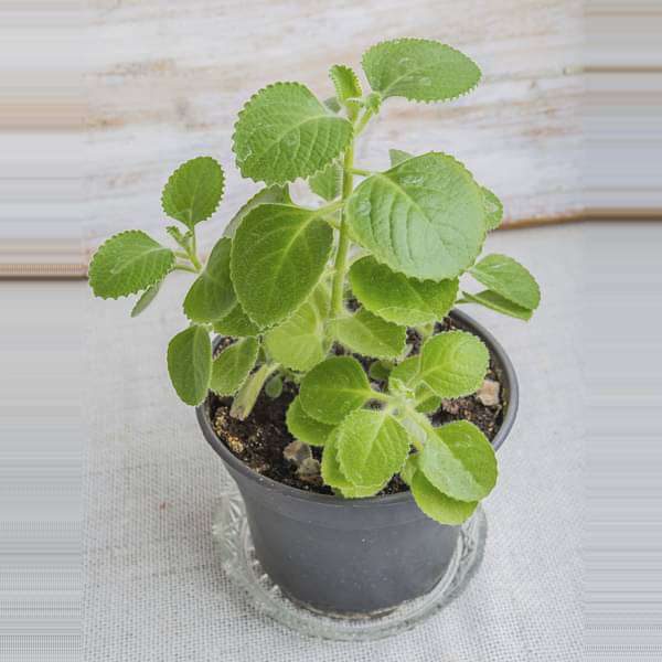 Mexican mint, Patharchur, Ajwain Leaves - Plant