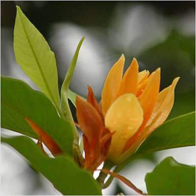 Michelia Champa, Son Champa ( Orange, Grafted ) - Plant