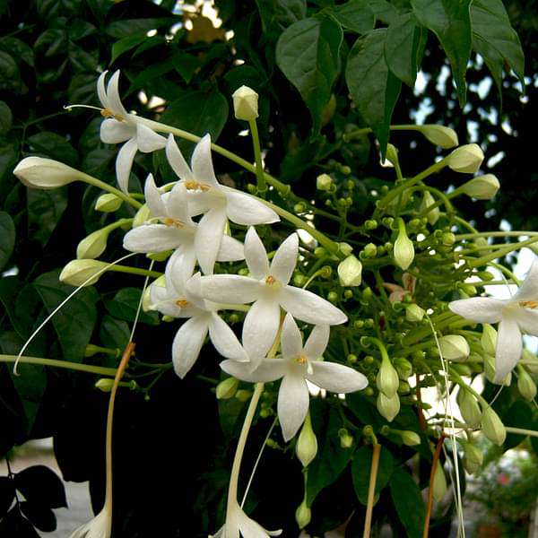 Millingtonia Hortensis - Plant