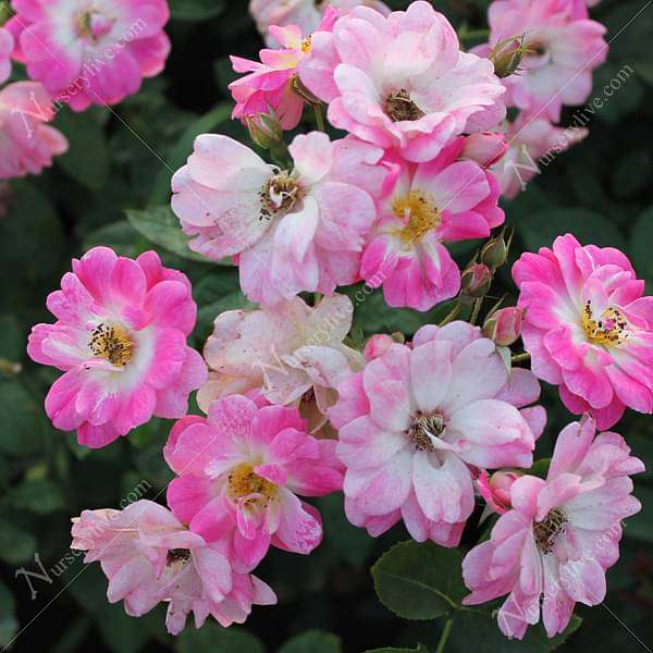 Miniature Floribanda Rose, Button Rose (White Pink) - Plant