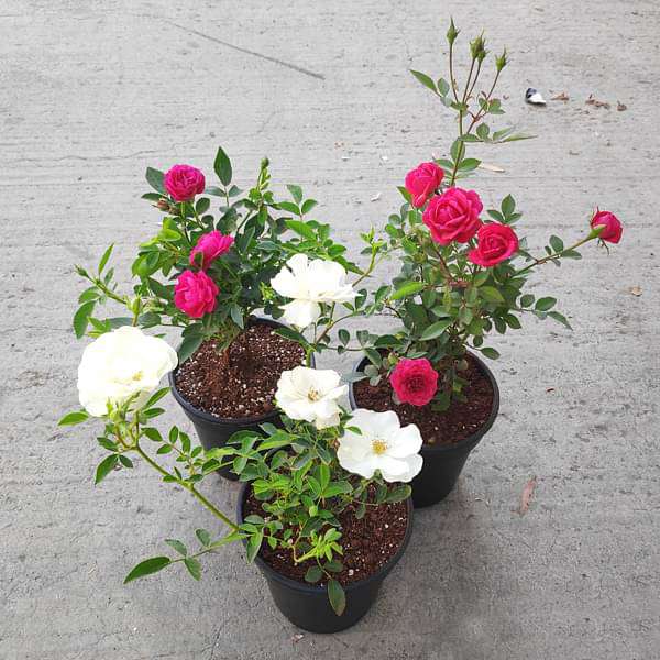 Miniature Rose, Button Rose (Any Color) - Plant