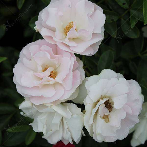 Miniature Rose, Button Rose (Baby Pink) - Plant