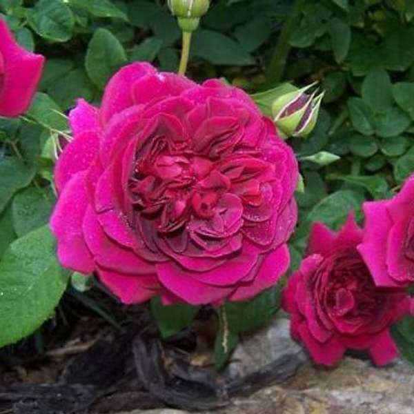 Miniature Rose, Button Rose (Dark Pink) - Plant