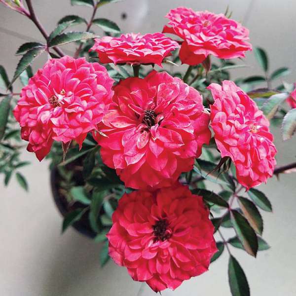 Miniature Rose, Button Rose (Marigold Orange) - Plant