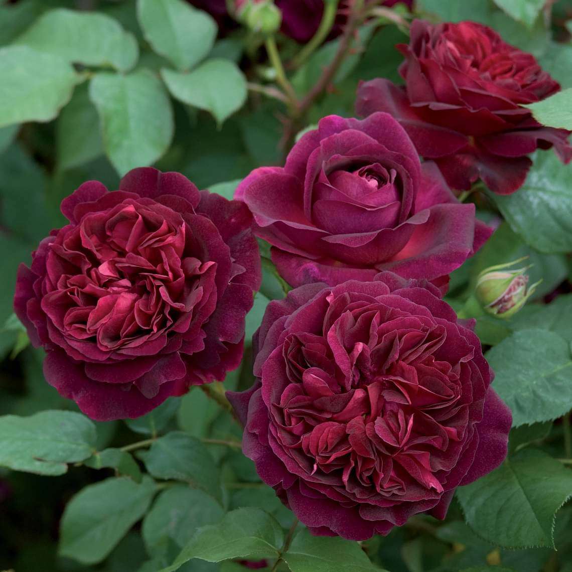 Miniature Rose, Button Rose (Maroon) - Plant