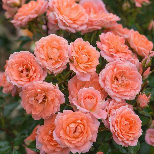 Miniature Rose, Button Rose (Peach) - Plant