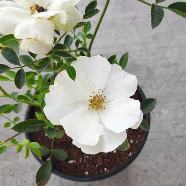 Miniature Rose, Button Rose (white) - Plant