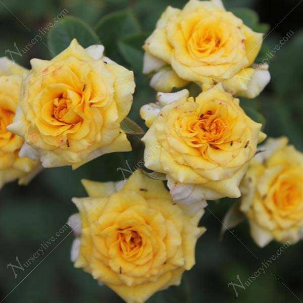 Miniature Rose, Button Rose (Yellow) - Plant