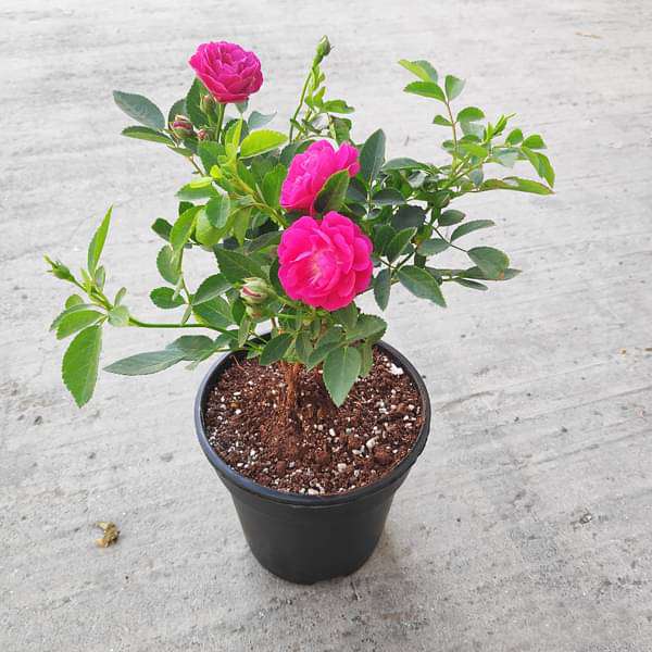 Miniature Rose (Pink) - Plant