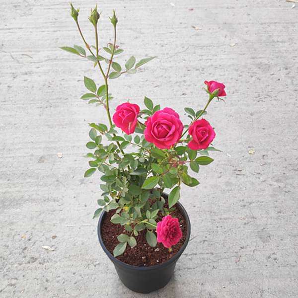 Miniature Rose (Red) - Plant