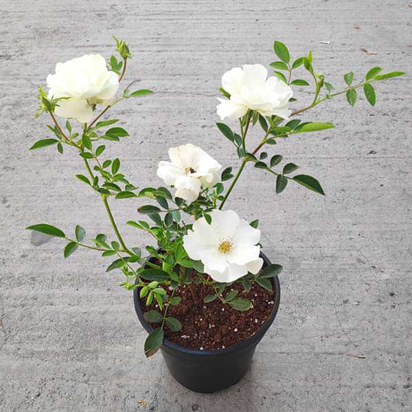 Miniature Rose (White) - Plant