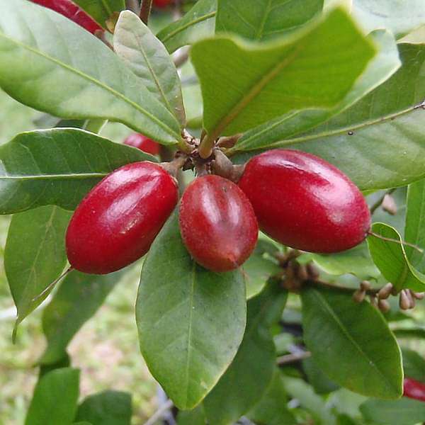 Miracle Fruit, Synsepalum dulcificum - Plant