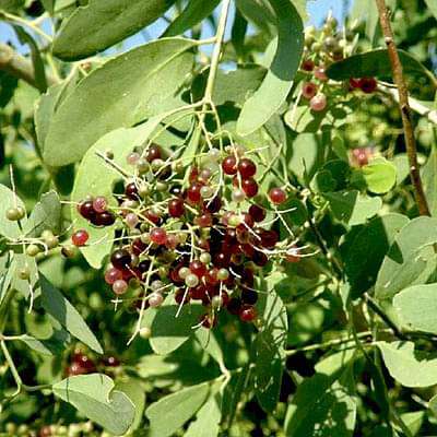 Miswak tree, Salvadora Persica - Plant
