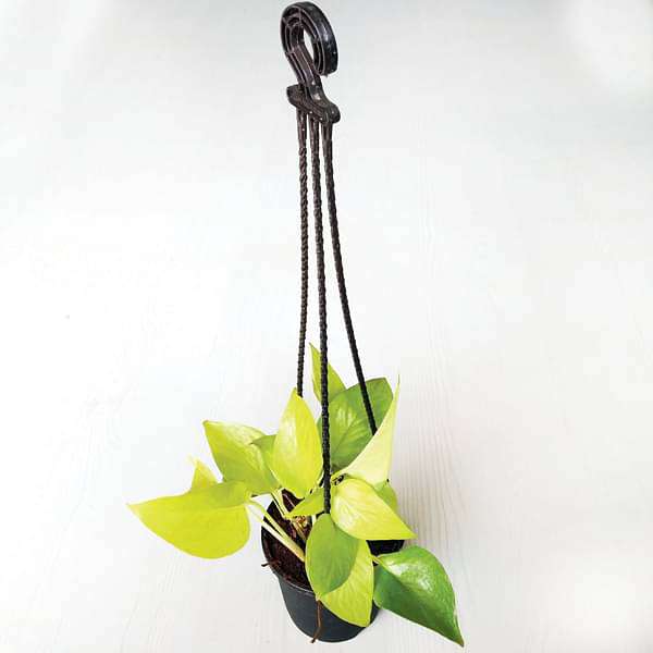 Money plant golden, Scindapsus golden (Small, Hanging basket) - Plant