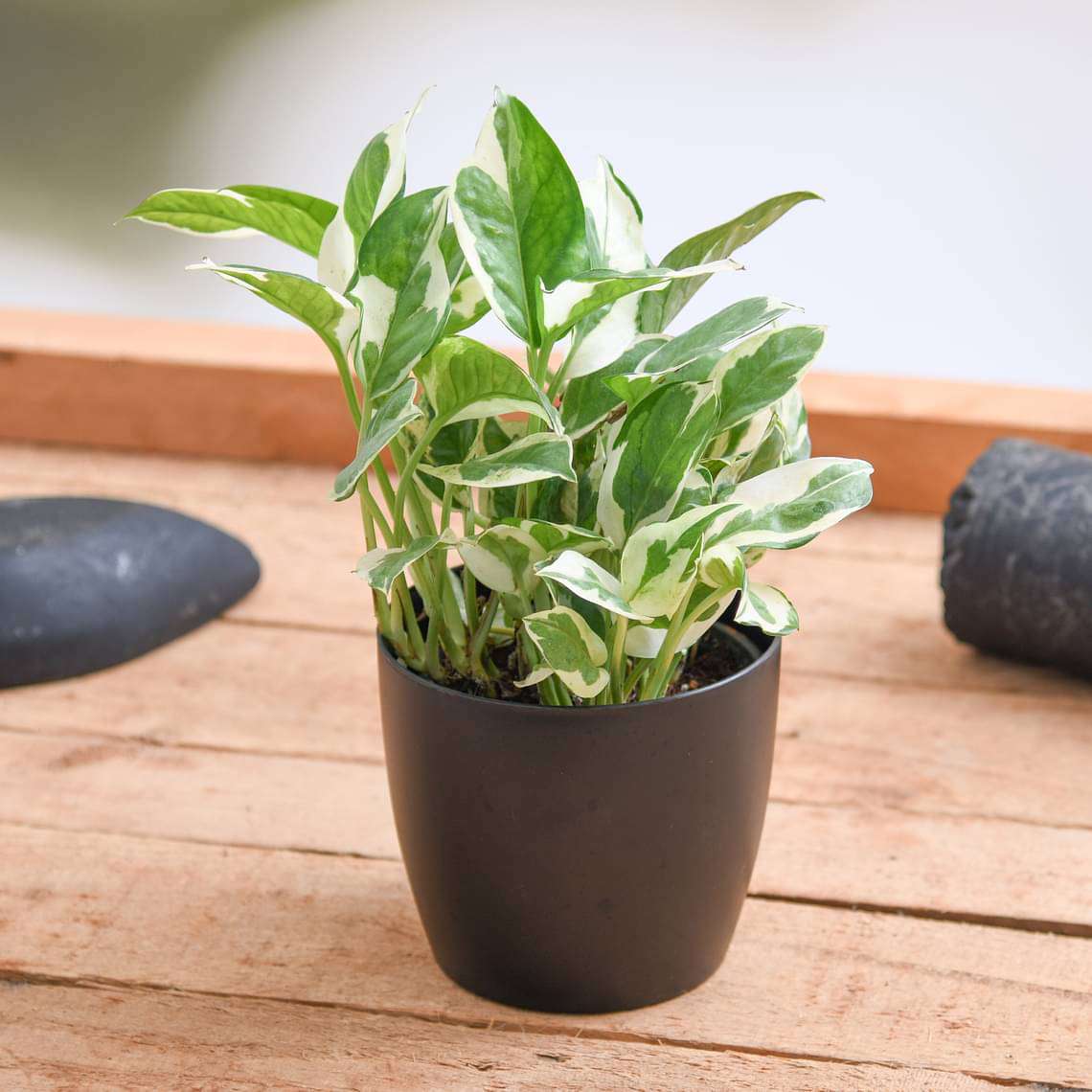 Money plant marble prince, Scindapsus n joy - Plant