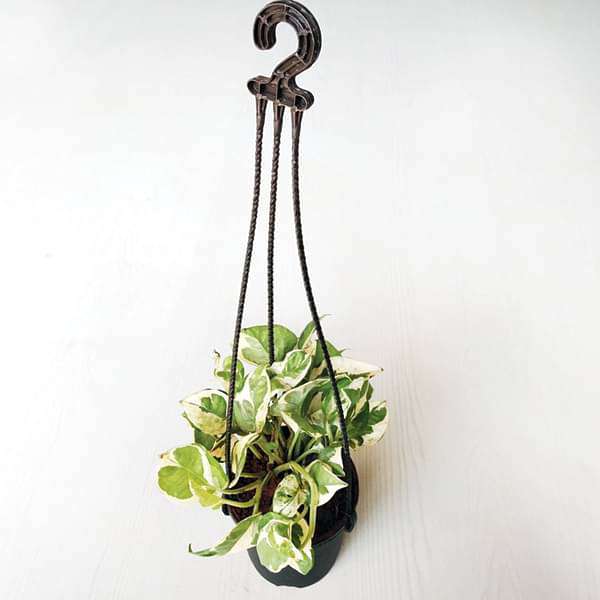 Money plant marble prince, Scindapsus n joy (Small, Hanging basket) - Plant