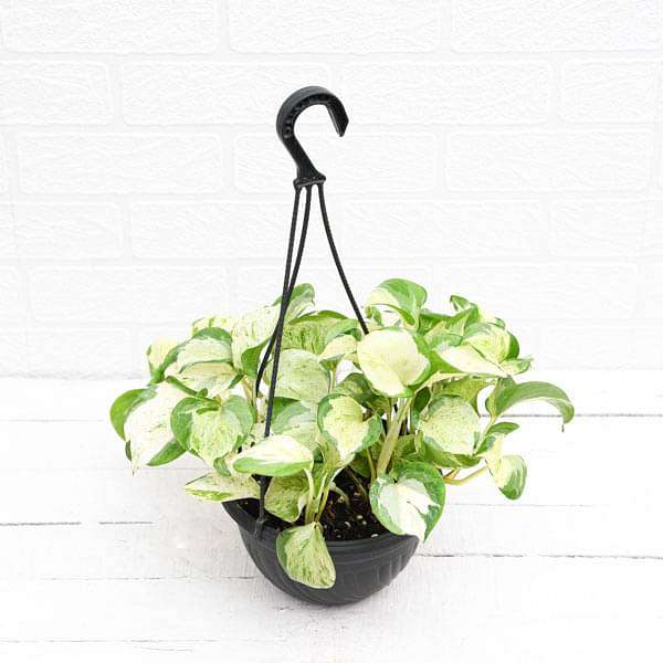 Money plant Marble queen (Hanging basket) - Plant