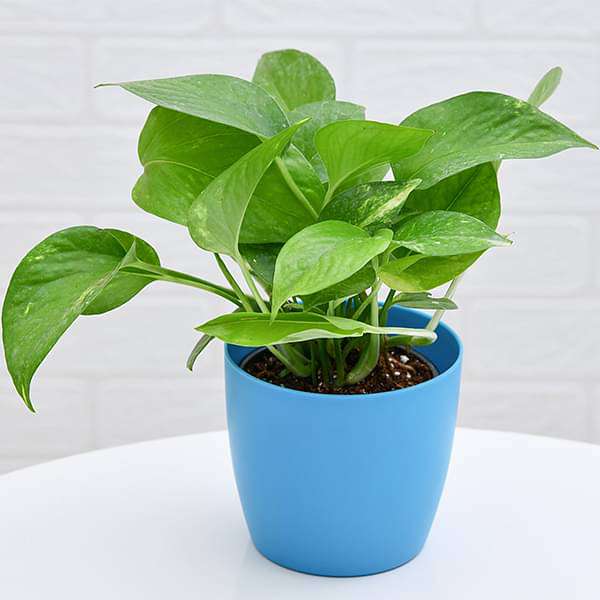 Money Plant, Scindapsus (Green) - Plant