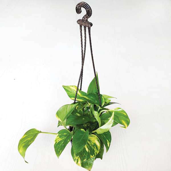 Money plant, Scindapsus Green (Small, Hanging basket) - Plant