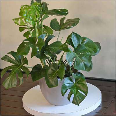 Monstera deliciosa - Plant