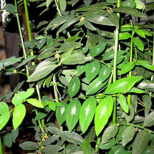 Multivitamin,Thavasi Keerai - Plant
