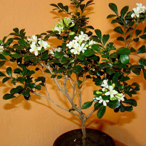 Murraya Paniculata, Calcutta Kamini - Plant