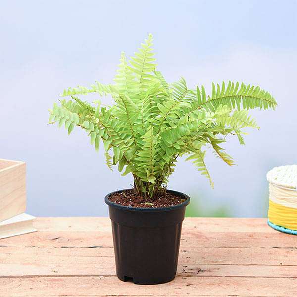 Nephrolepis exaltata aurea, Golden Fern, Pivla Fern - Plant