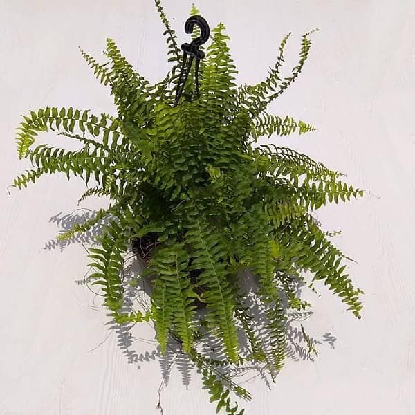 Nephrolepis Exaltata, Boston fern (Hanging basket) - Plant