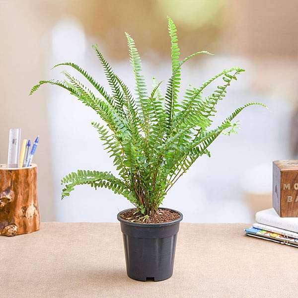 Nephrolepis exaltata (Green) Fern - Plant