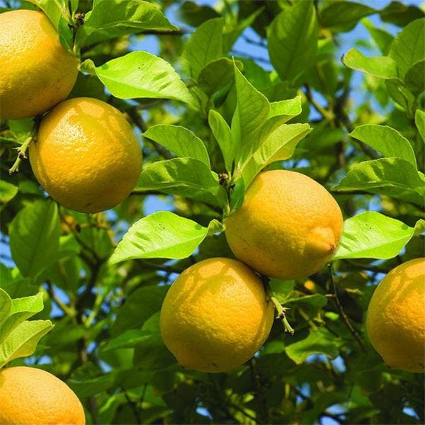 Nimboo, Lemon Tree (Big Fruit, Grafted)- Plant