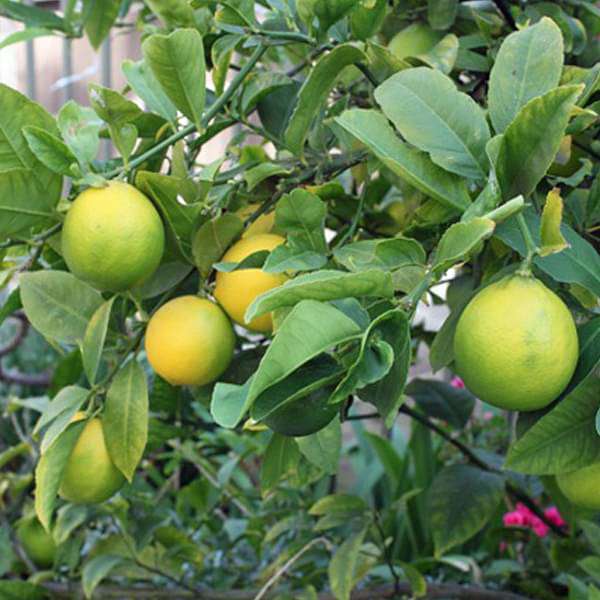 Nimboo, Lemon Tree (Seedless, Grafted)- Plant