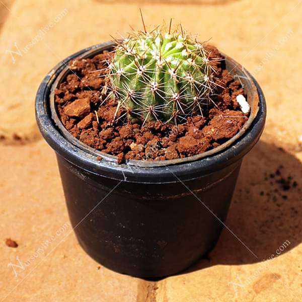 Notocactus roseoluteus - Cactus Plant