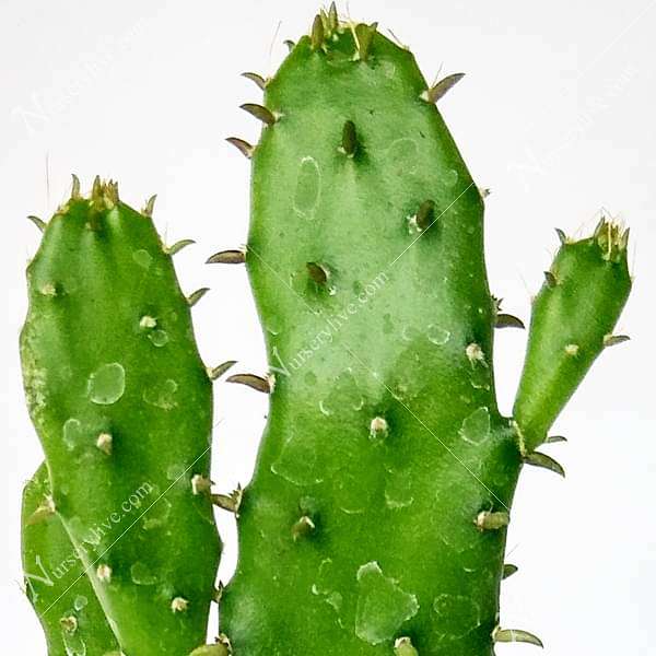 Opuntia monacantha - Cactus Plant