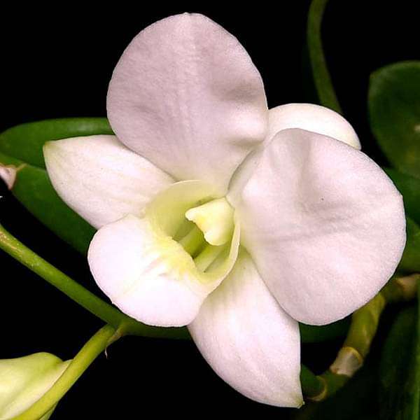 Orchid Plant, Dendrobium Orchid (Any variety, White) - Plant