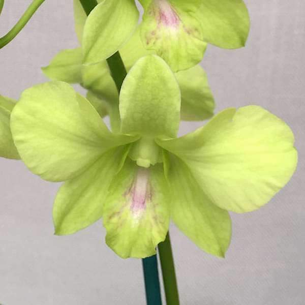 Orchid Plant, Dendrobium Orchid (Aridang Green) - Plant