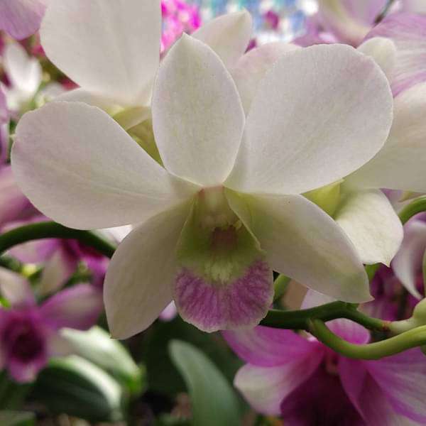 Orchid Plant, Dendrobium Orchid (Mini White) - Plant