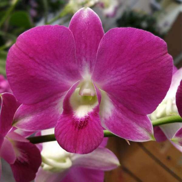 Orchid Plant, Dendrobium Orchid (Red Bull) - Plant