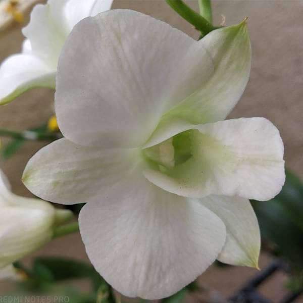 Orchid Plant, Dendrobium Orchid (Sonia White) - Plant