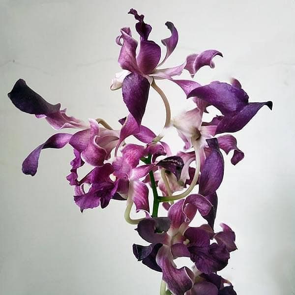 Orchid Plant, Dendrobium Orchid (Twisted) - Plant