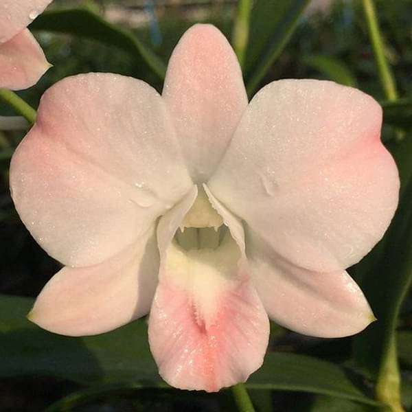 Orchid Plant, Dendrobium Orchid (Visa Peach) - Plant