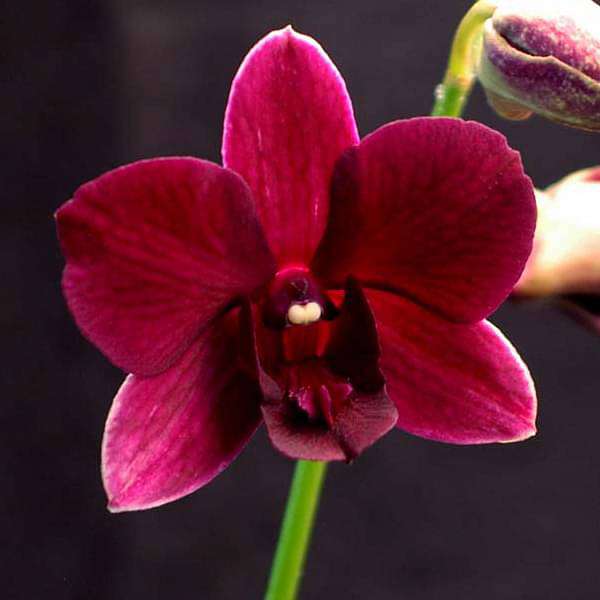 Orchid Plant, Dendrobium Orchid (Winter Wine) - Plant