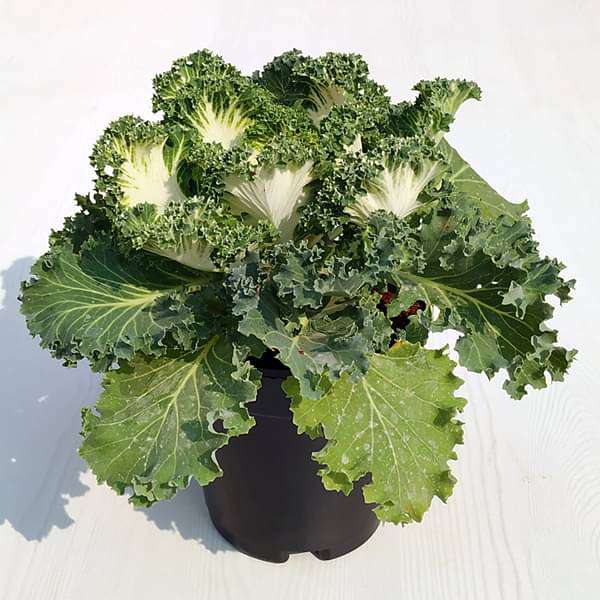 Ornamental Cabbage, Ornamental Kale (White, Green) - Plant
