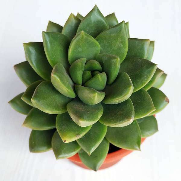 Pachyphytum compactum Rose - Succulent Plant