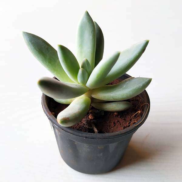 Pachyveria Bea - Succulent Plant