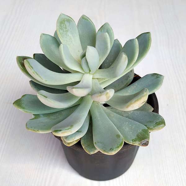 Pachyveria clavata - Succulent Plant