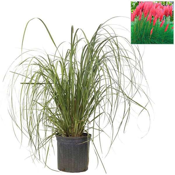 Pampas Grass, Cortaderia selloana (Red) - Plant